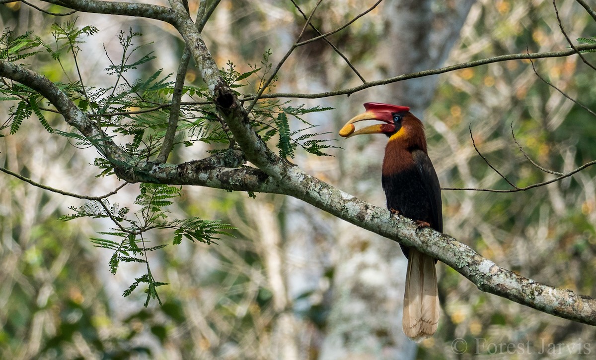 Rufous Hornbill - Forest Botial-Jarvis
