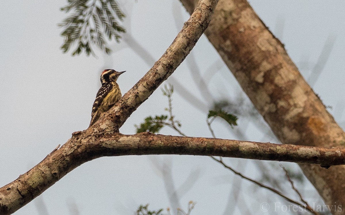 Philippine Pygmy Woodpecker - ML107152871