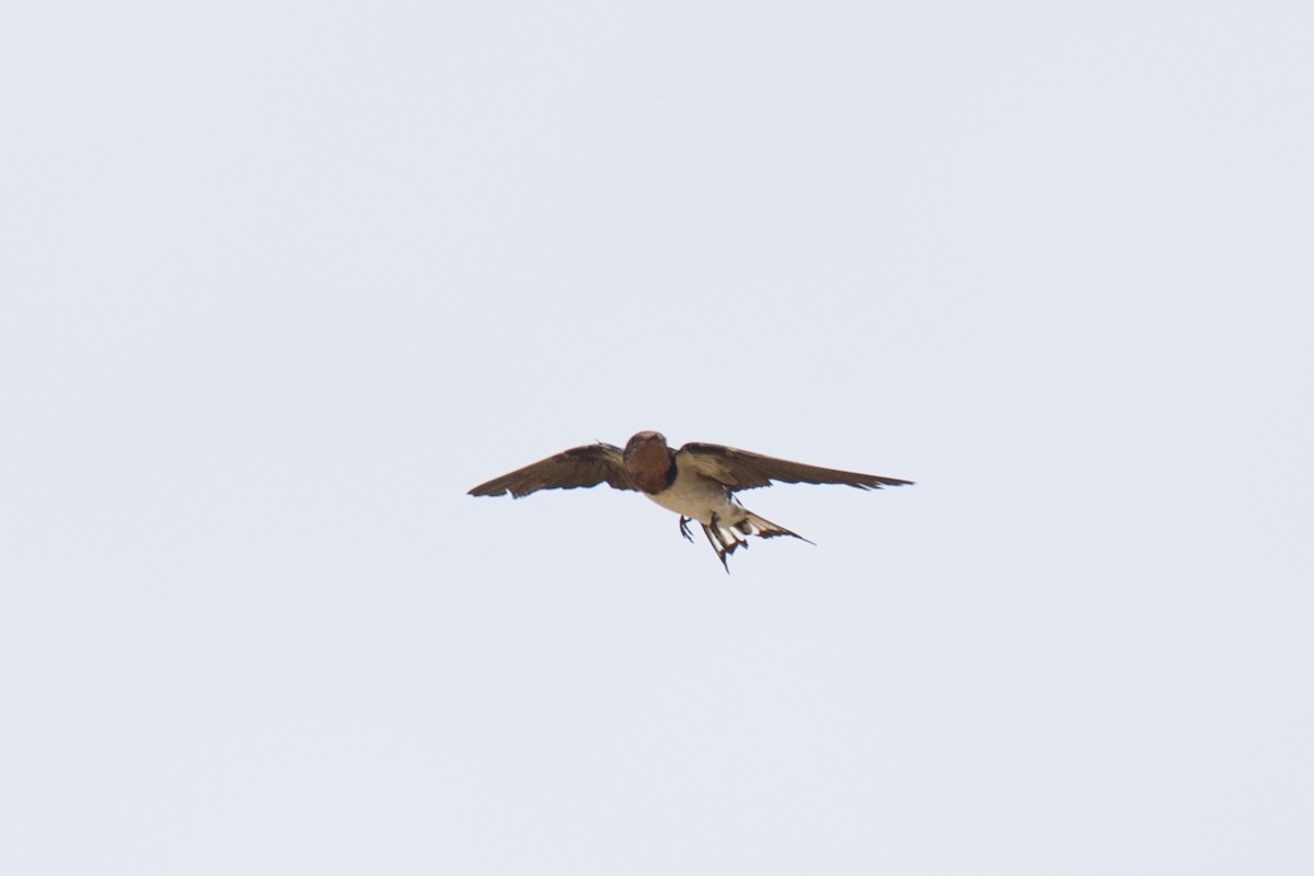 Red-chested Swallow - ML107153081
