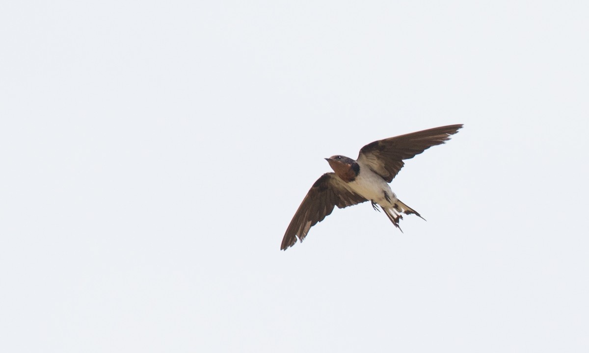 Red-chested Swallow - ML107153091
