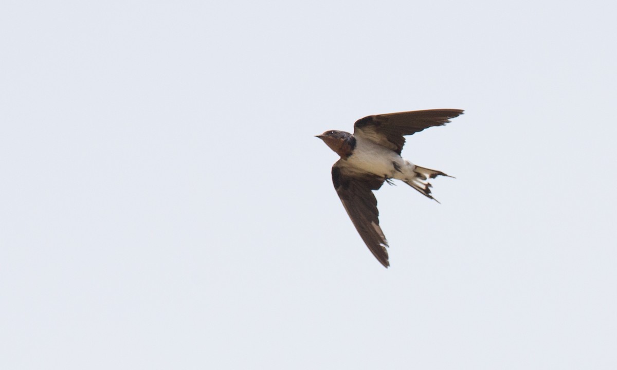 Red-chested Swallow - ML107153101