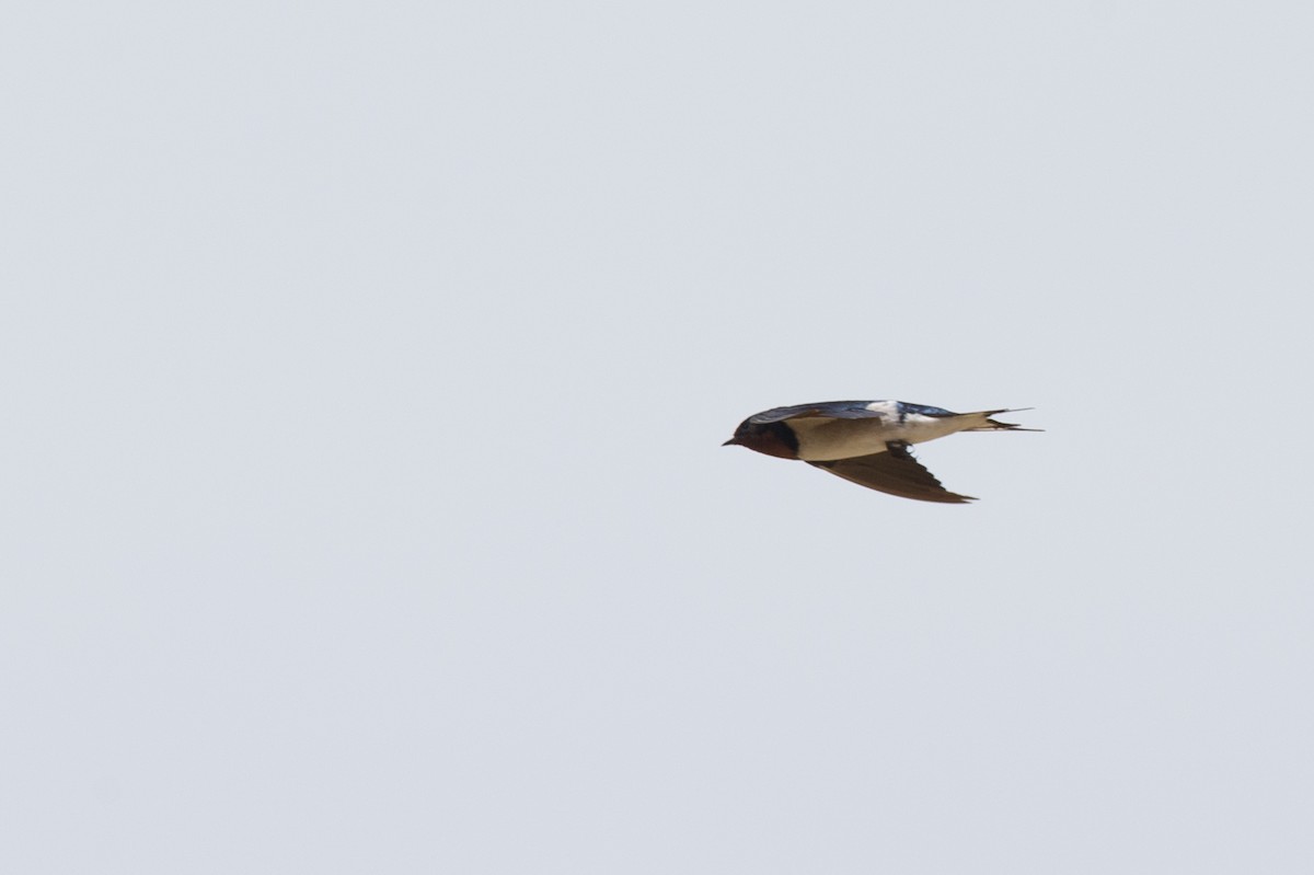 Red-chested Swallow - ML107153111