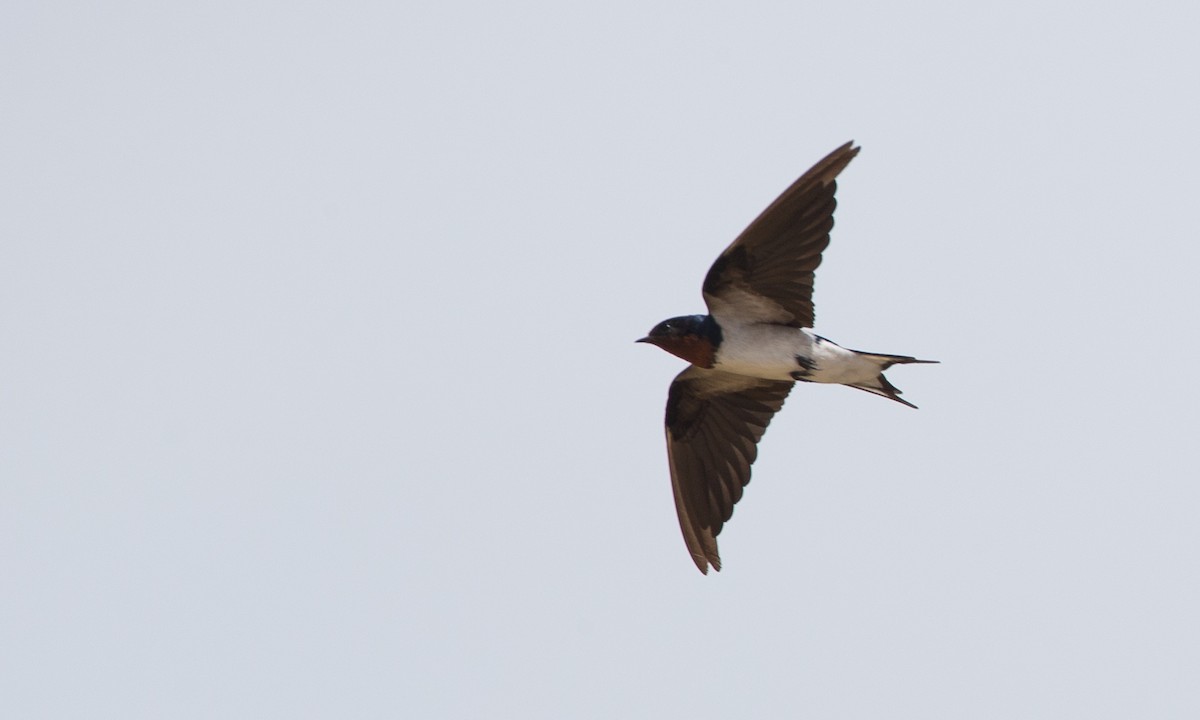 Red-chested Swallow - Chris Wood
