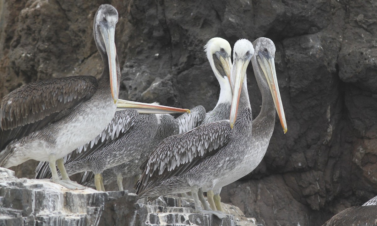 Peruvian Pelican - Steve Kelling