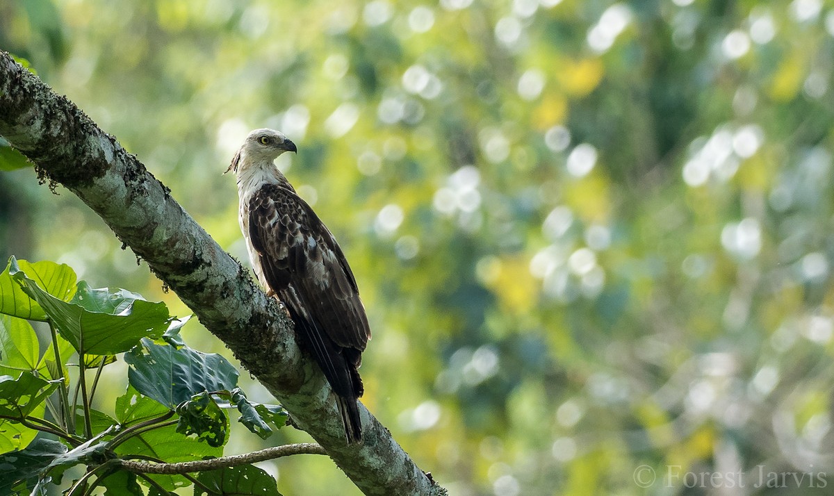 Philippine Honey-buzzard - Forest Botial-Jarvis
