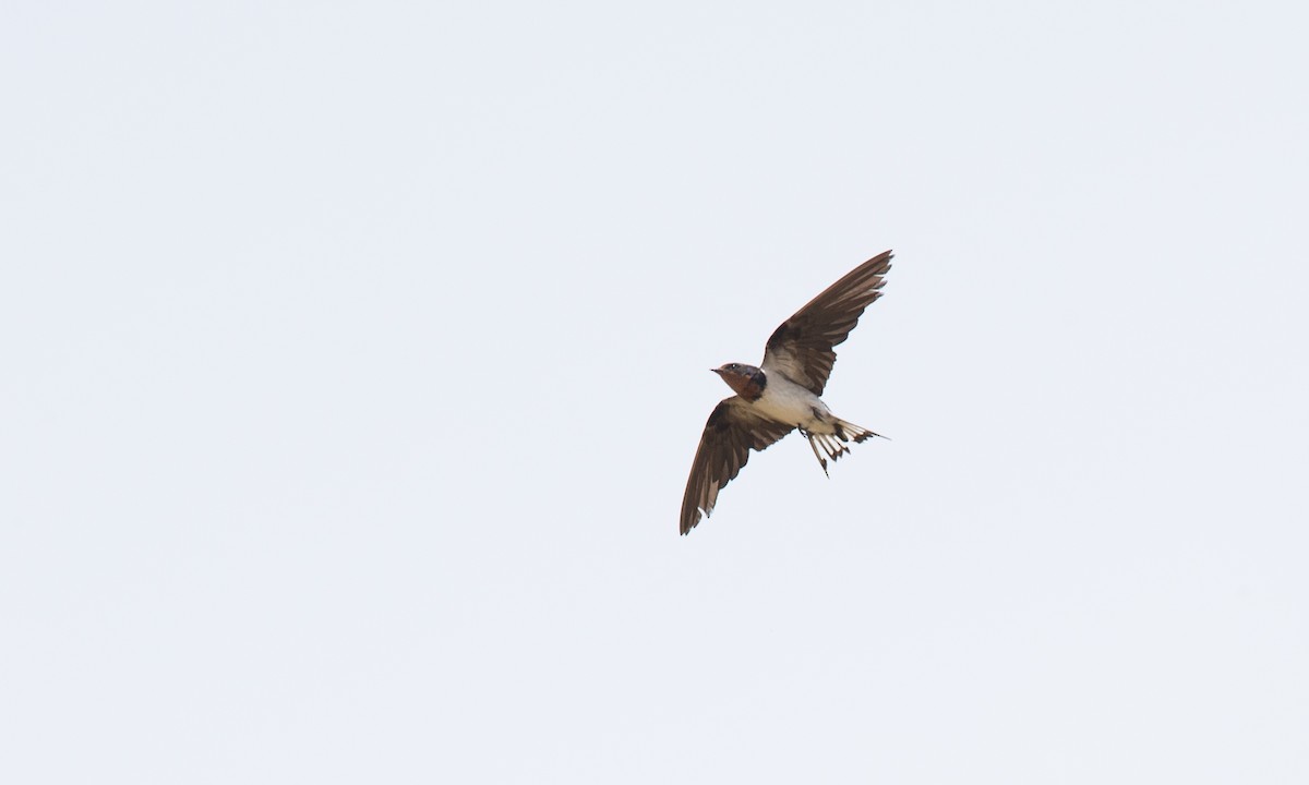 Red-chested Swallow - ML107153231