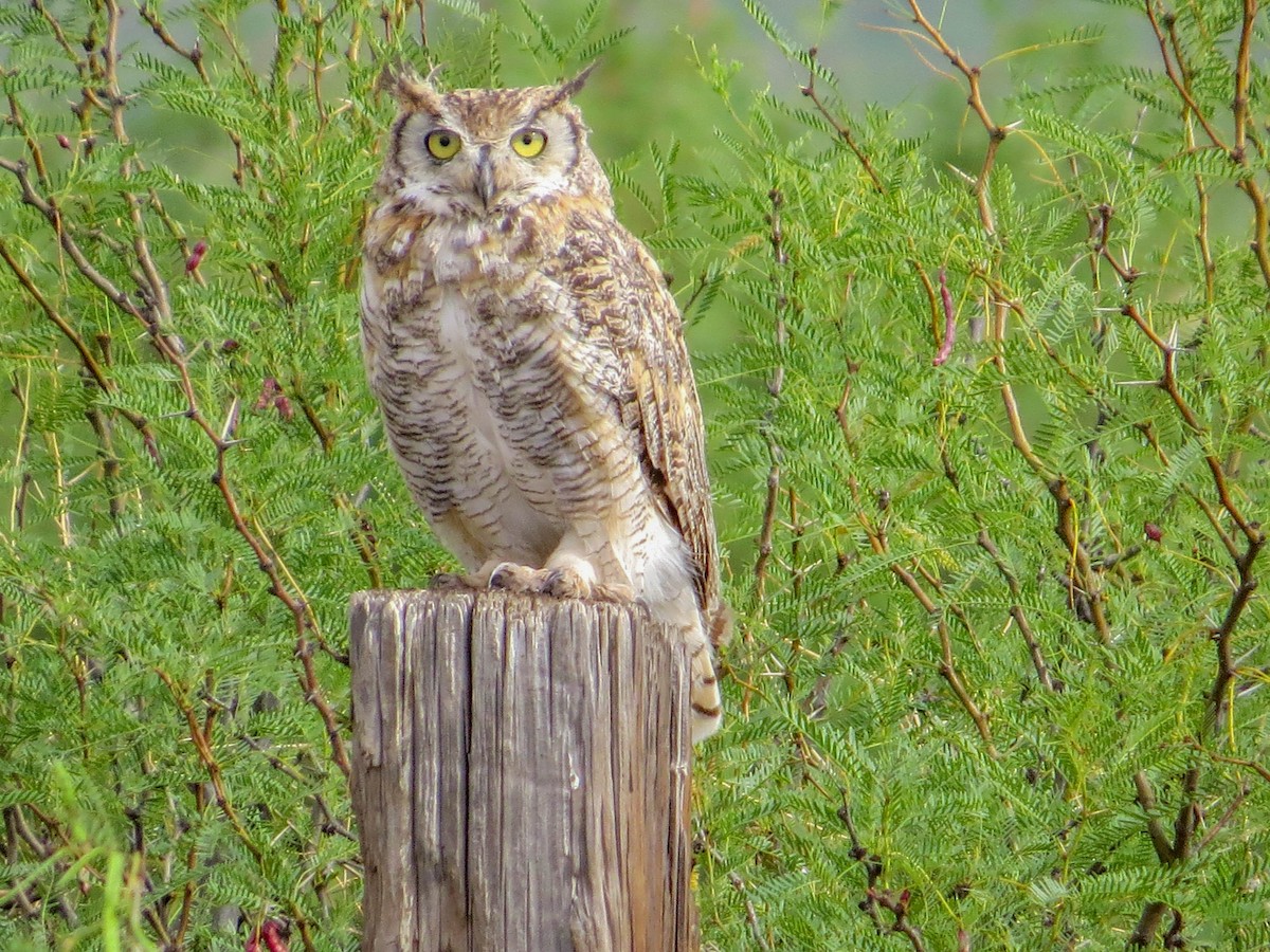 Great Horned Owl - ML107154541
