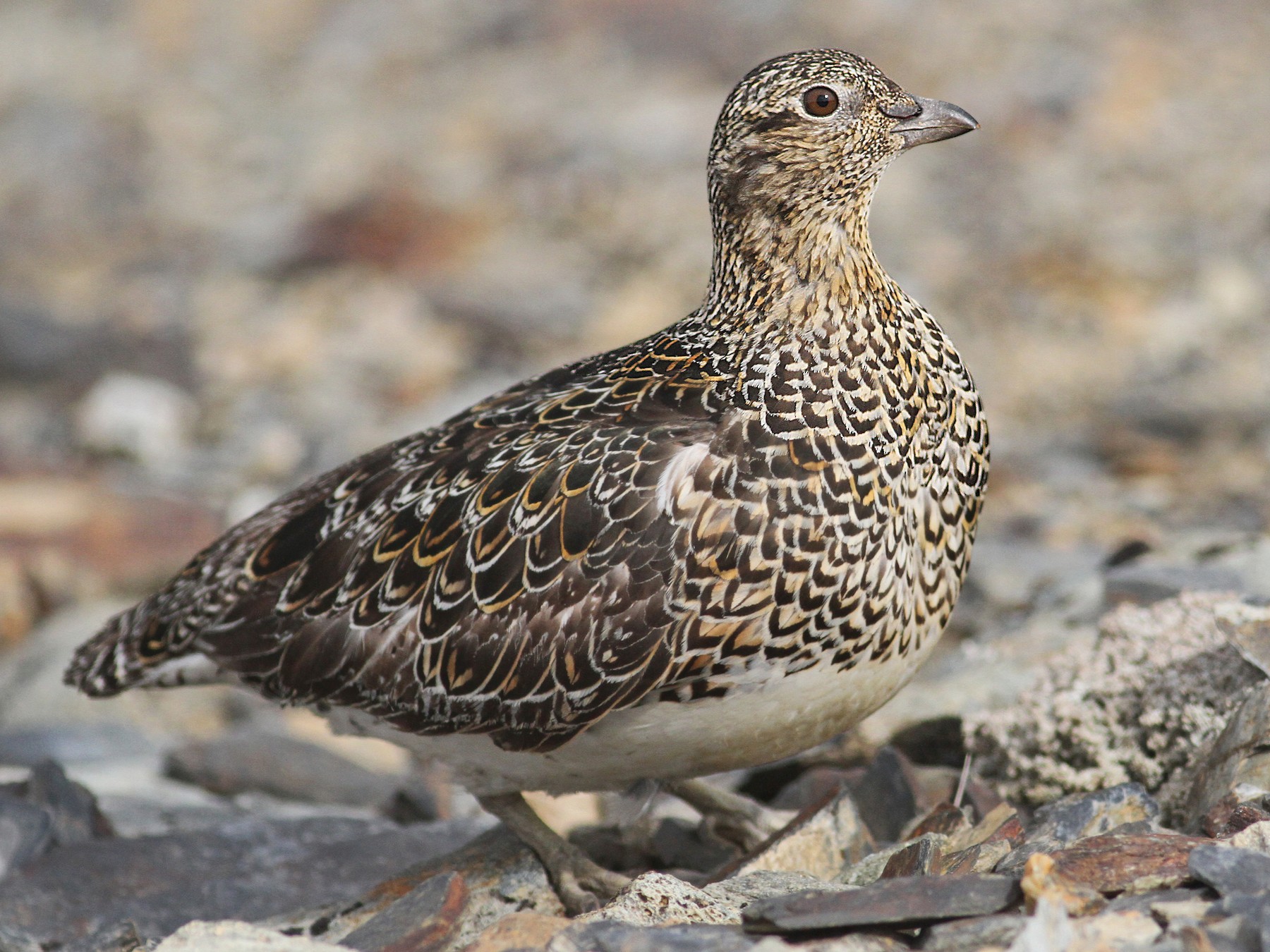 White-bellied Seedsnipe - eBird