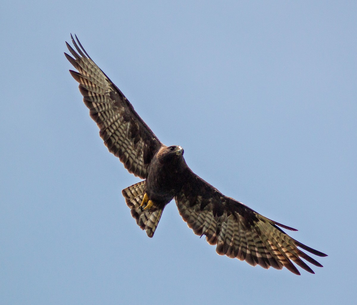 Short-tailed Hawk - Mark and Holly Salvato