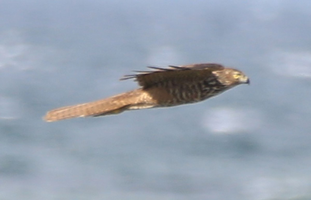 Collared Sparrowhawk - ZHANG Shen