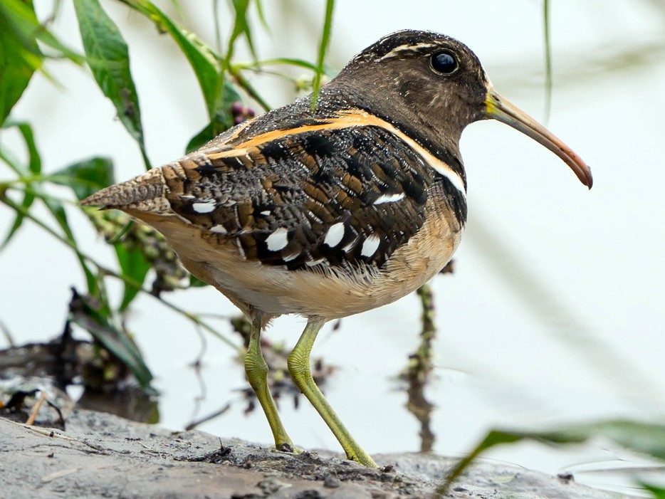 South American Painted-Snipe - Joao Quental JQuental