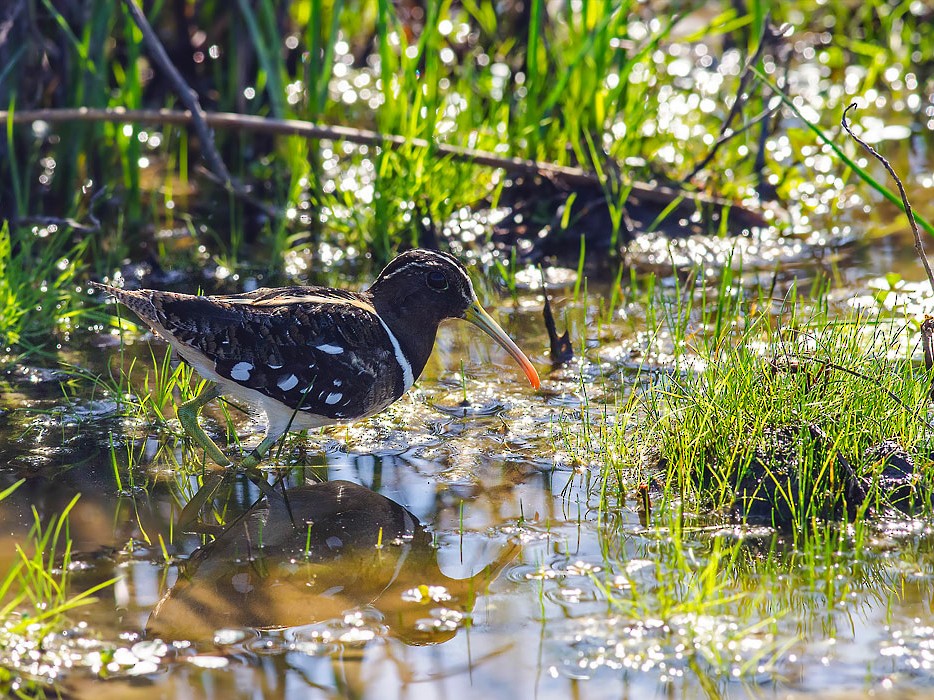 South American Painted-Snipe - eBird