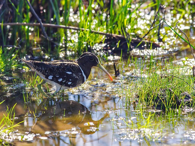 Photos - South American Painted-Snipe - Nycticryphes semicollaris ...