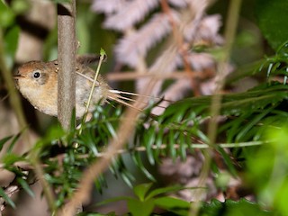 Tijeral Colilargo - eBird