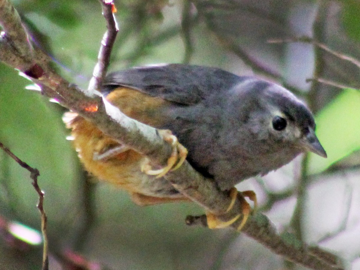 Ochre-flanked Tapaculo - Eugralla paradoxa - Birds of the World