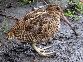  - Fuegian Snipe