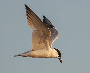 Gull-billed Tern - Babis Tsilianidis