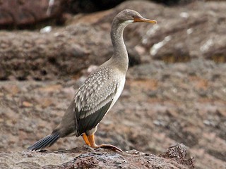  - Red-legged Cormorant