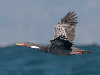  - Red-legged Cormorant