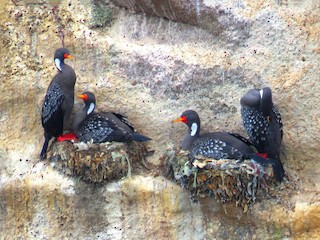  - Red-legged Cormorant