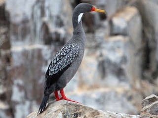  - Red-legged Cormorant