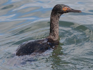  - Magellanic Cormorant