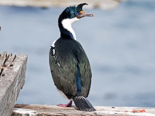 繁殖期の成鳥 - Claudia Brasileiro - ML107158041