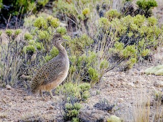  - Ornate Tinamou
