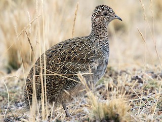  - Ornate Tinamou