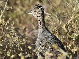  - Ornate Tinamou