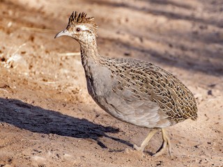  - Chilean Tinamou
