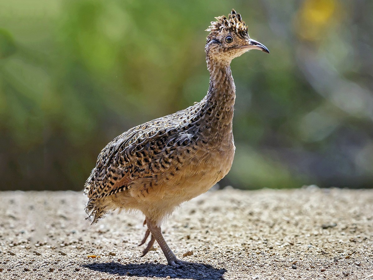 Chilean Tinamou