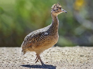 Chilean Tinamou - Nothoprocta perdicaria - Birds of the World