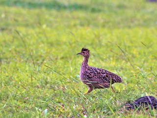 - Chilean Tinamou