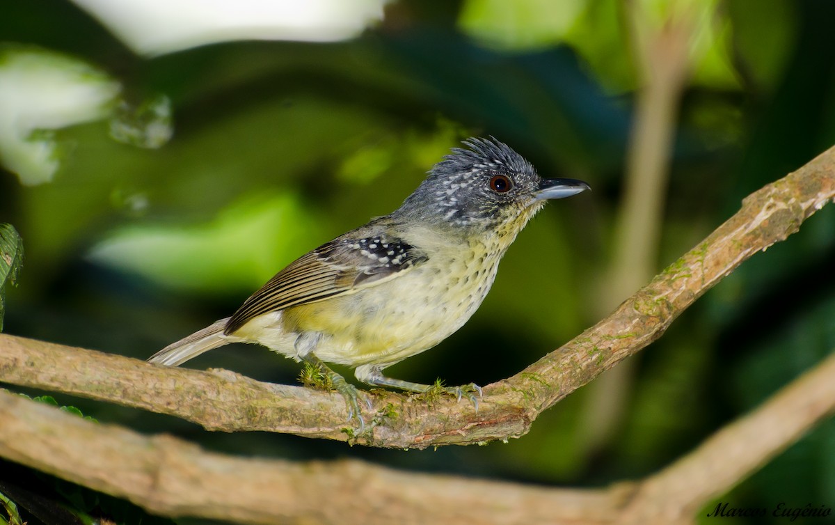 Spot-breasted Antvireo - Marcos Eugênio Birding Guide