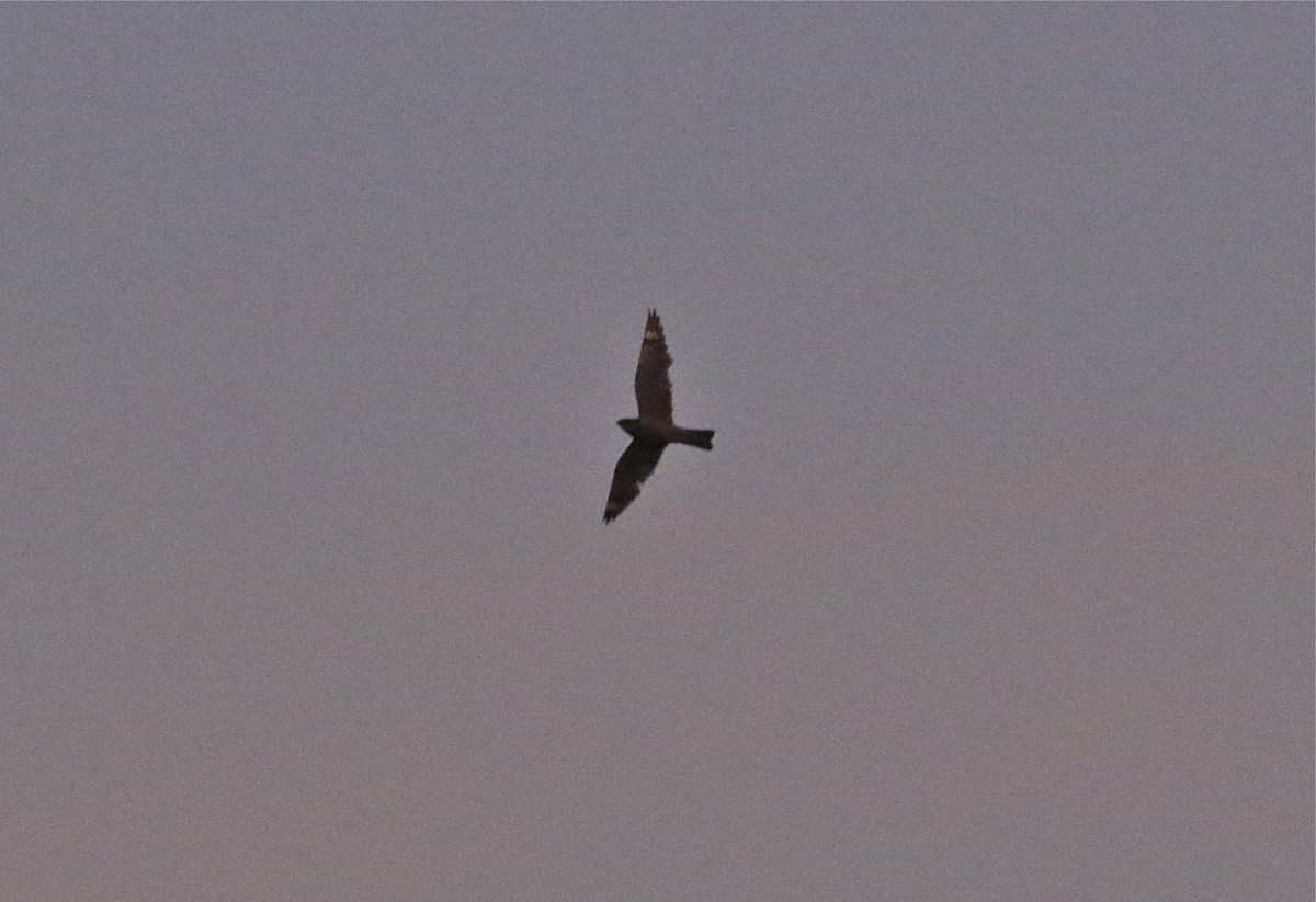 Lesser Nighthawk - Pair of Wing-Nuts