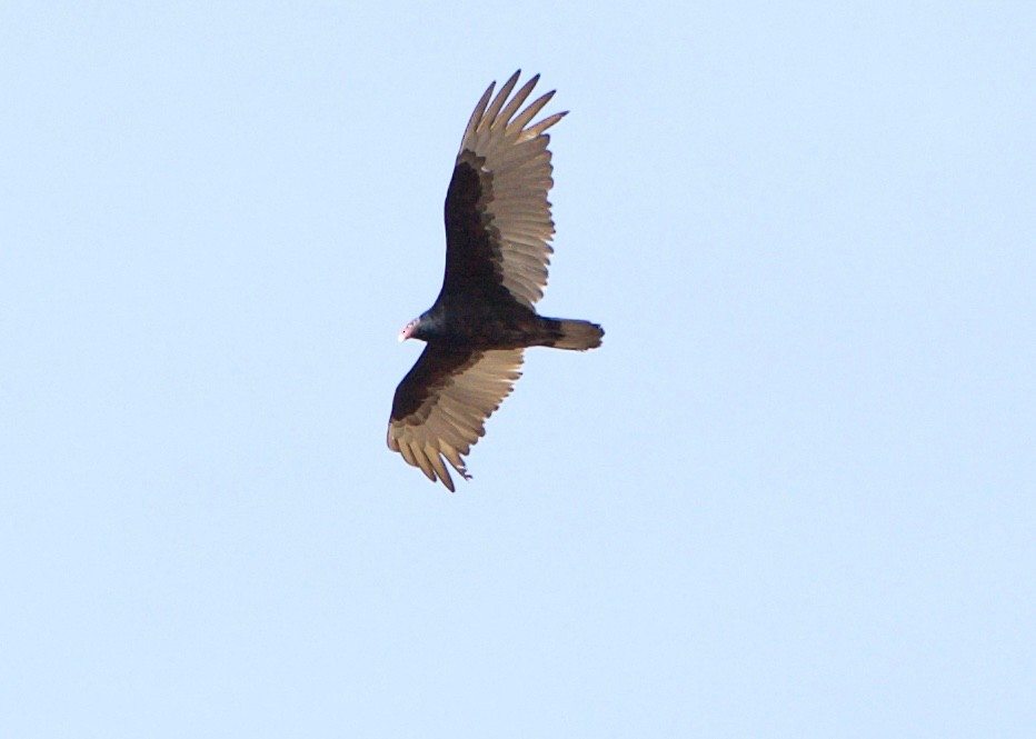 Turkey Vulture - ML107161221