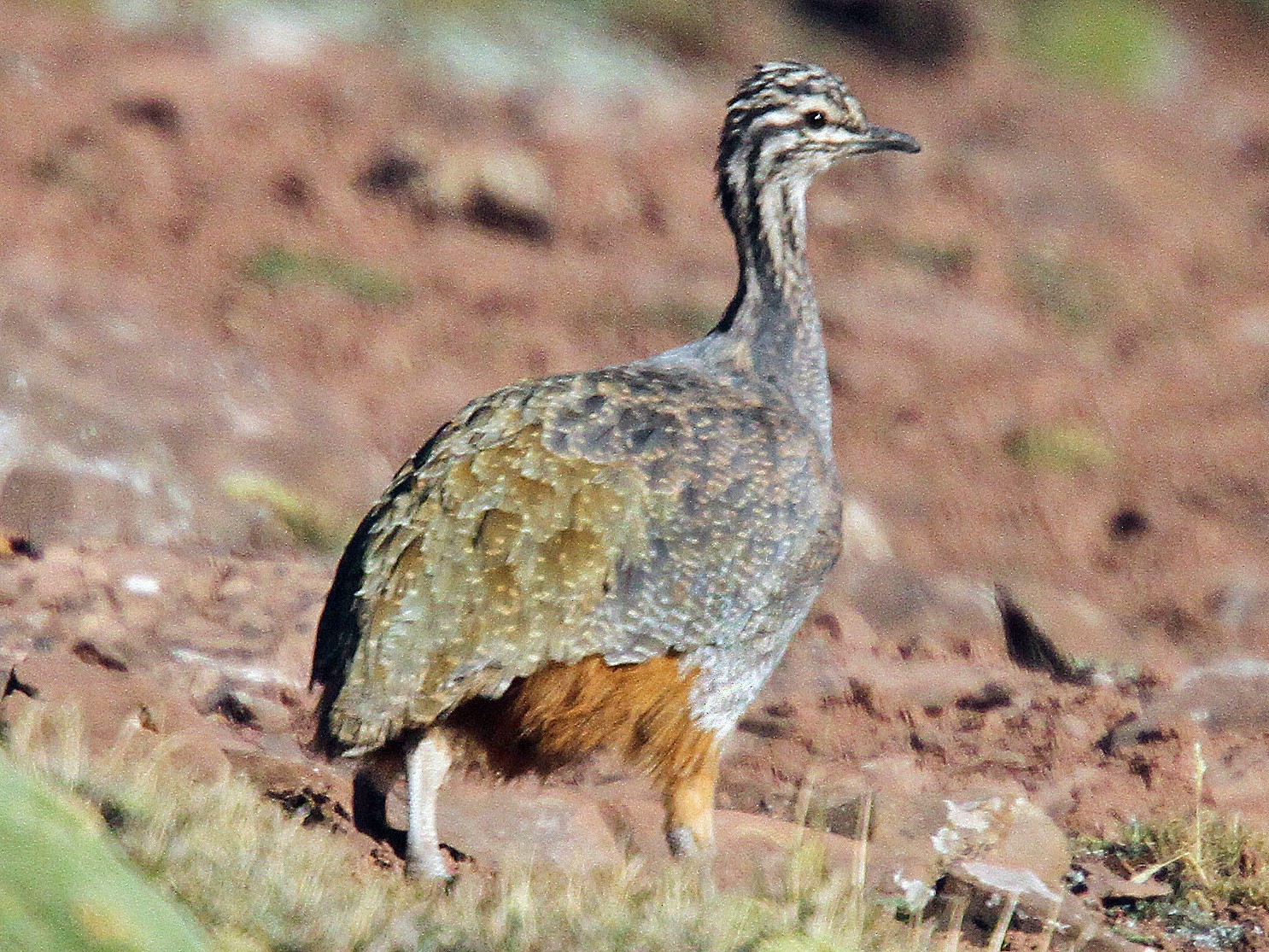Puna Tinamou - eBird