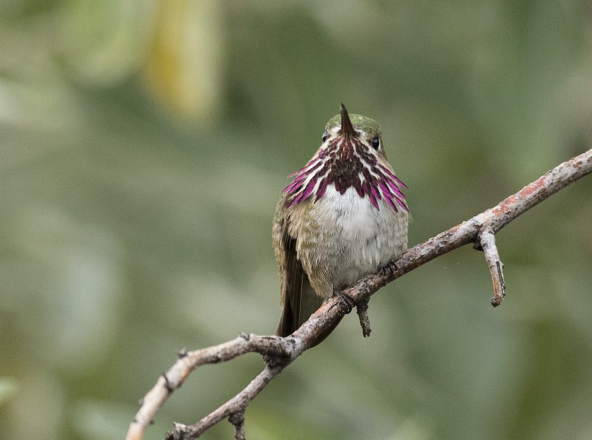 Calliope Hummingbird - ML107161711