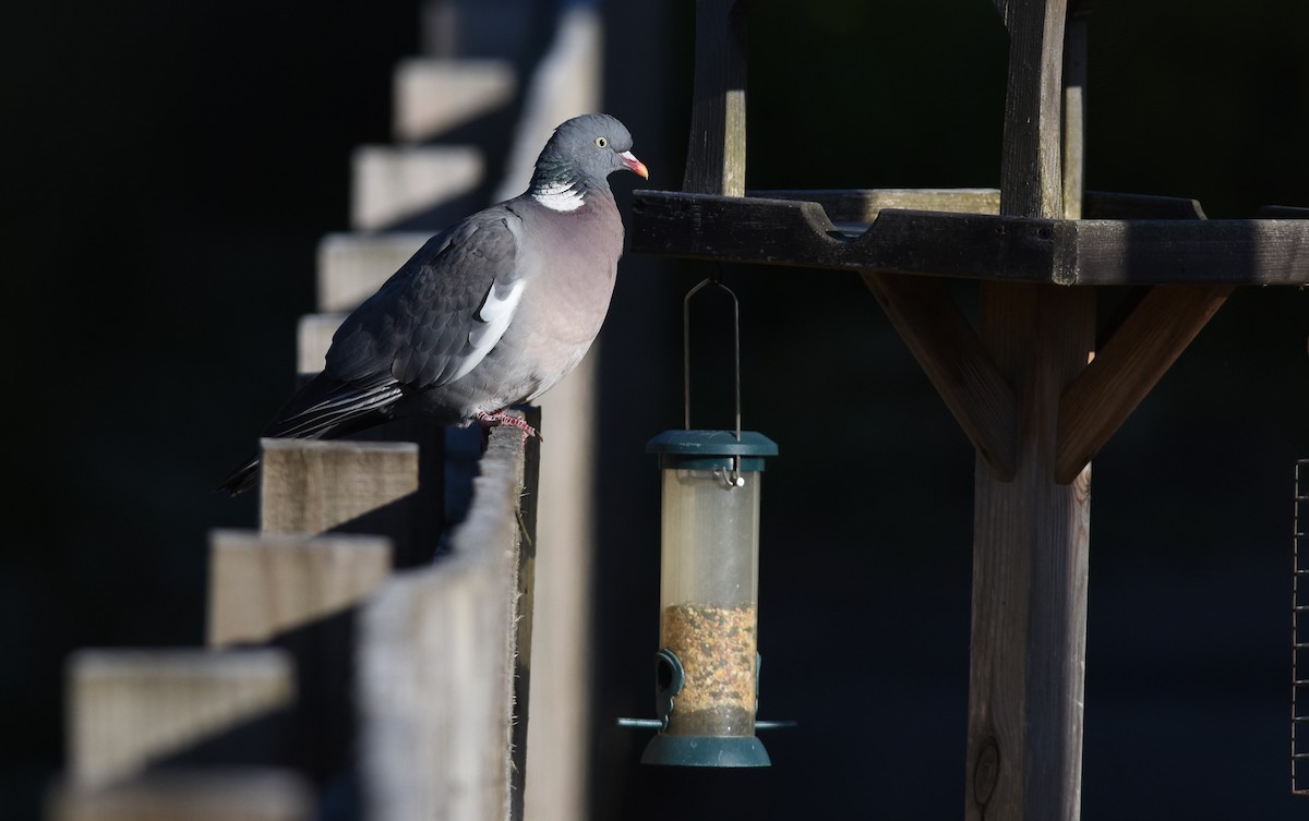 Common Wood-Pigeon (White-necked) - Sean Sime