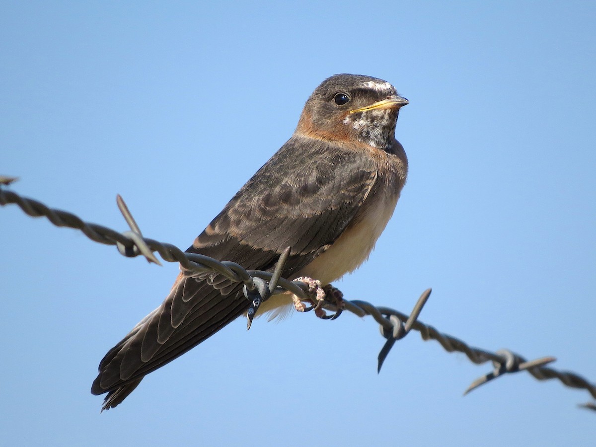 Cliff Swallow - Ted Floyd
