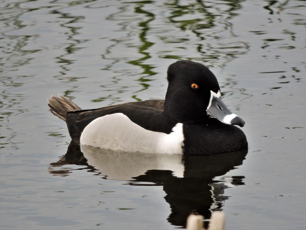 Ring-necked Duck - ML107169391