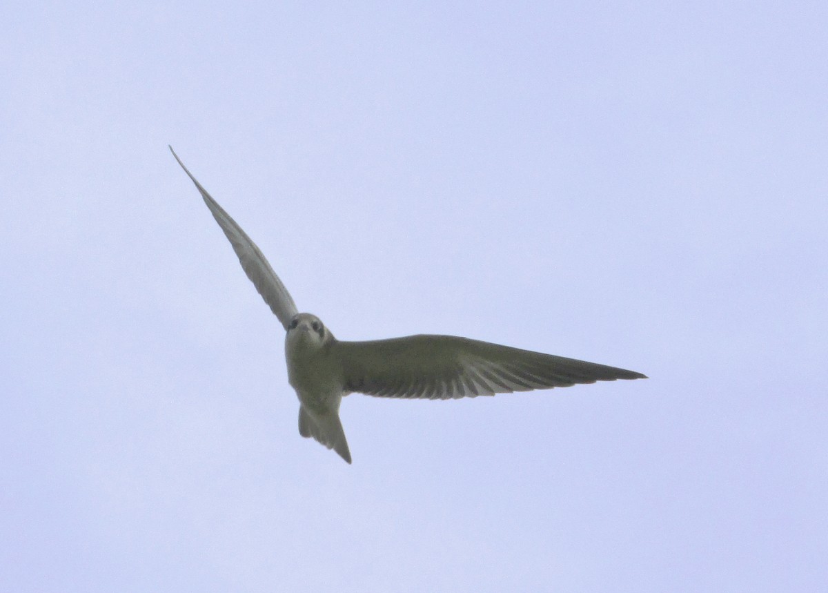 White-winged Tern - ML107169491