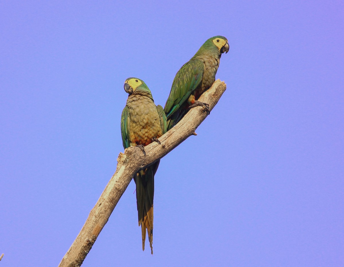 Red-bellied Macaw - João Souza