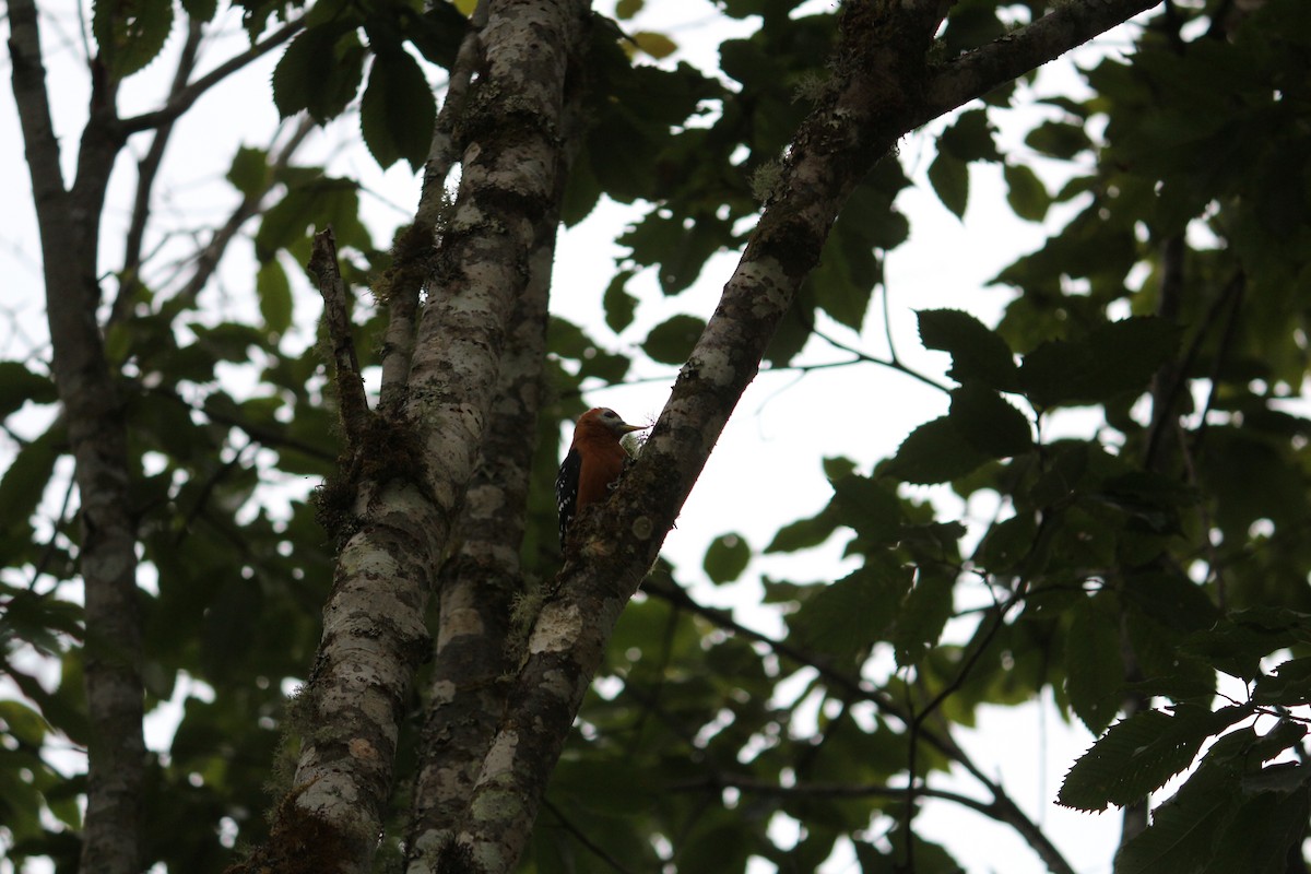 Rufous-bellied Woodpecker - ML107170071