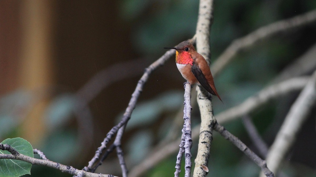 Rufous Hummingbird - ML107171871