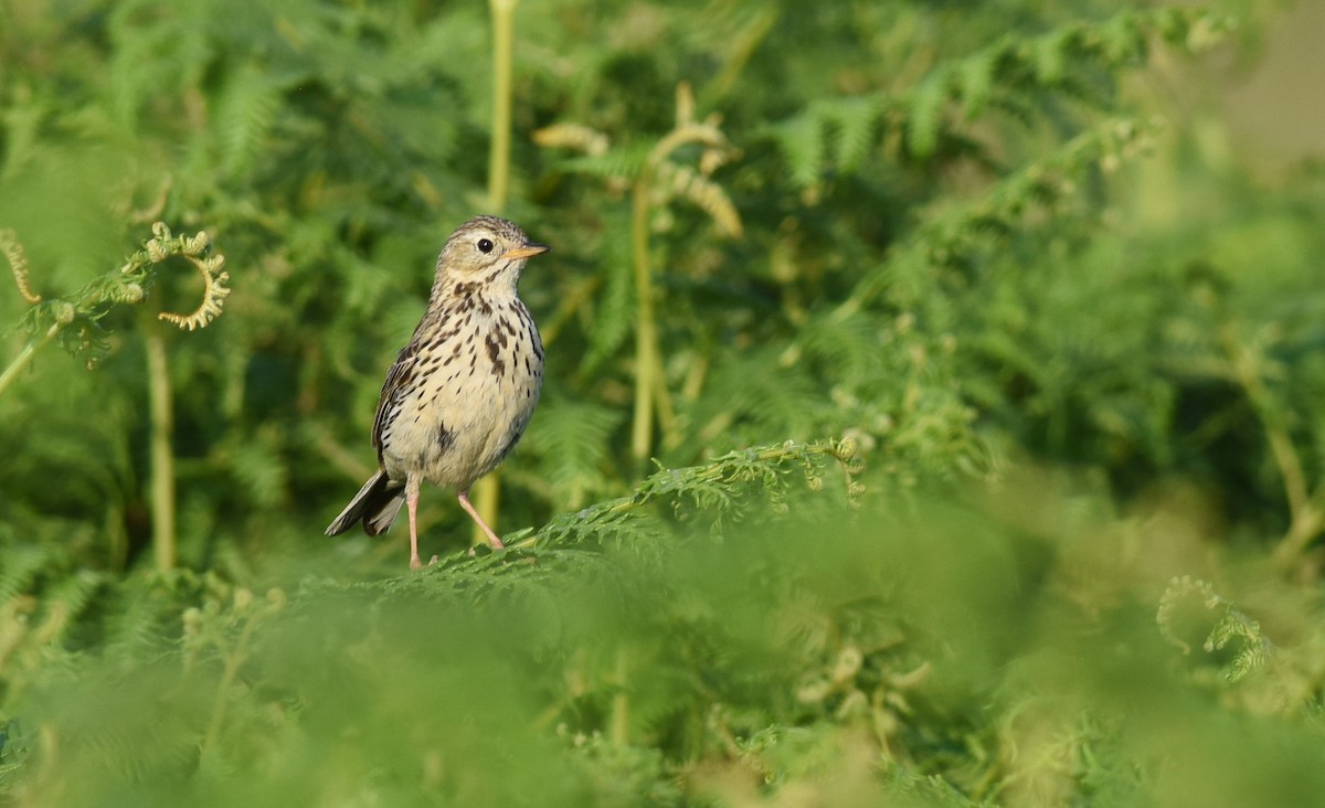 Meadow Pipit - ML107172601