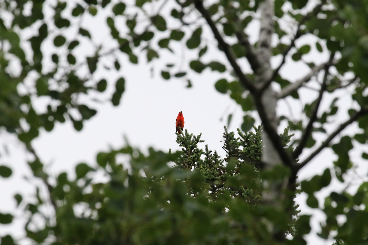 Scarlet Tanager - ML107174451
