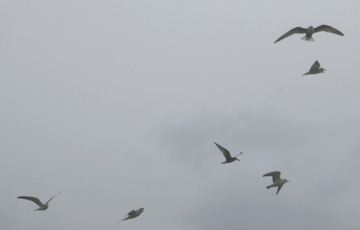 White-winged Tern - ML107176701
