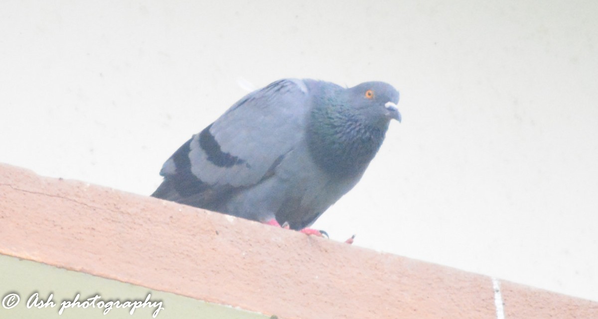Rock Pigeon (Feral Pigeon) - Ashwini Bhatt